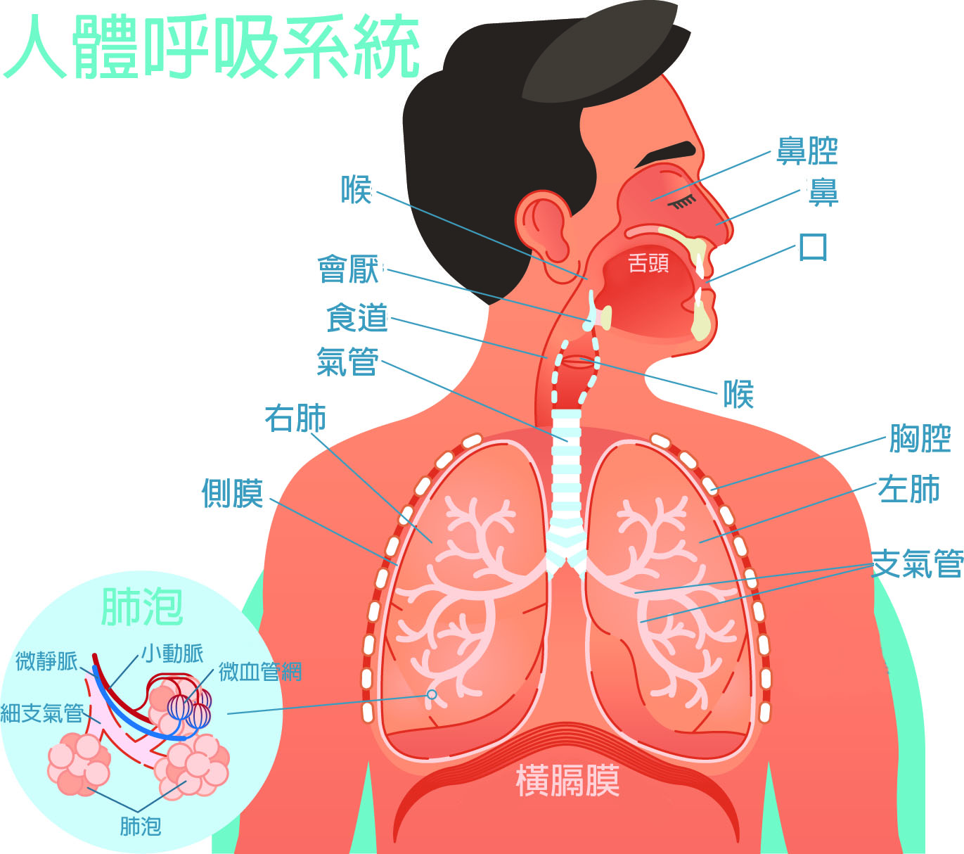 呼吸系统 - 搜搜百科